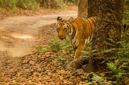 Dhikala-Tiger-blog