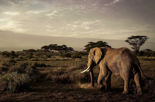 African Wildlife : Kenya vs Tanzania