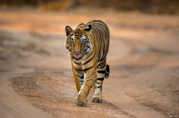 Bandhavgarh Tiger