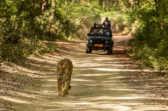 The Heart of Corbett – Dhikala