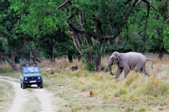 Where Elephant Rules – Rajaji National Park