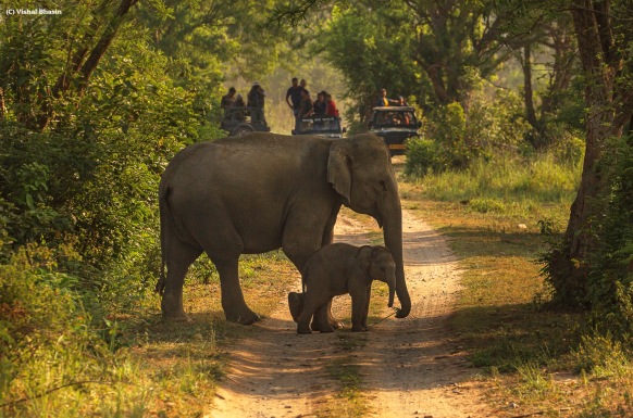 Land of Roars, Trumpets and Songs – Corbett National Park