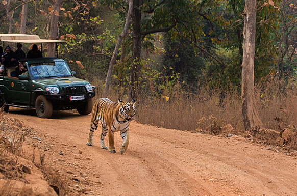 The Forest of Stories – Tadoba National Park