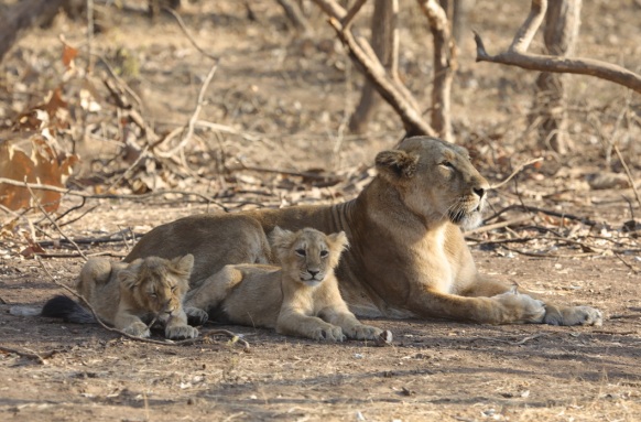 Land of Last Asiatic Lions – Gir National Park