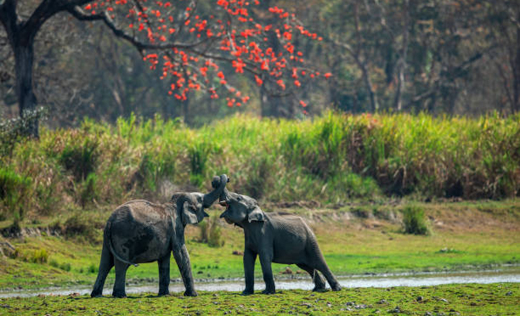 This image was taken at Kaziranga National Park, Assam, India. As I was waiting for the mighty Predator, saw these two gentle giants coming out and start a small fight among them.  I spent a amazing day with these amazing Giants.