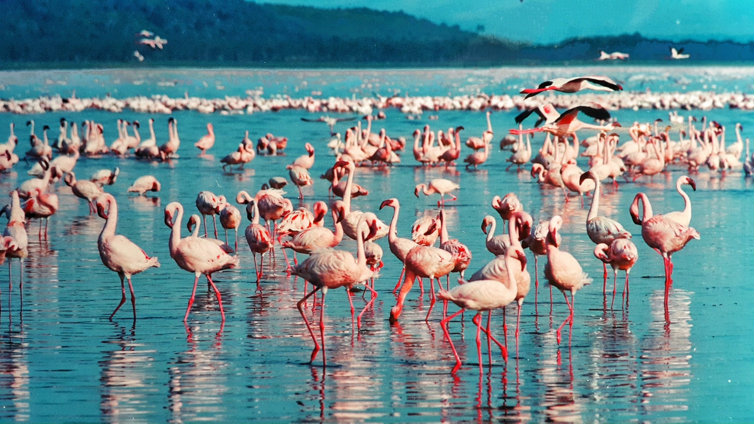 Lake Nakuru Img-3