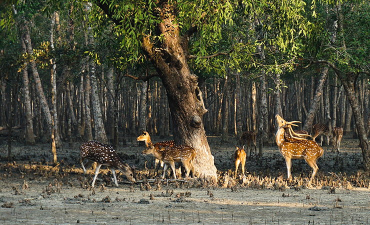 Sundarbans-Img-3new1